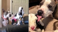 Tennessee Pup Welcomes A Goat Into The Family And Their Bond Becomes Unbreakable