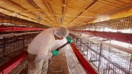 México confirma nuevo caso de influenza aviar A(H5N2); OPS mantiene alerta regional