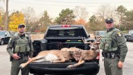 Late night poachers caught driving around with dead deer in Upstate NY