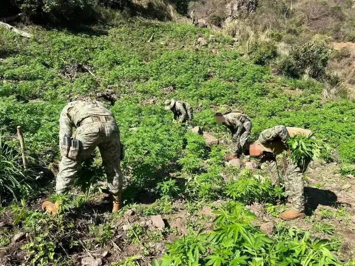 SEMAR desmantela mega sembradío en Nayarit: 90 mil plantas de marihuana fueron incineradas