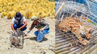 Ayacucho: Liberación de gato de los pajonales evidencia la crisis de su hábitat