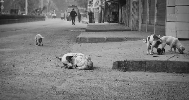 Odisha Asks Colleges To Secure Campuses, Manage Waste To Keep Strays Out