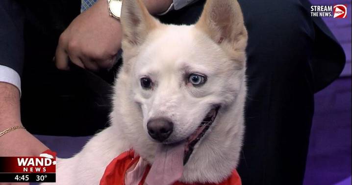 WAND's Happy Tails featuring Colleen and a tabby kitten