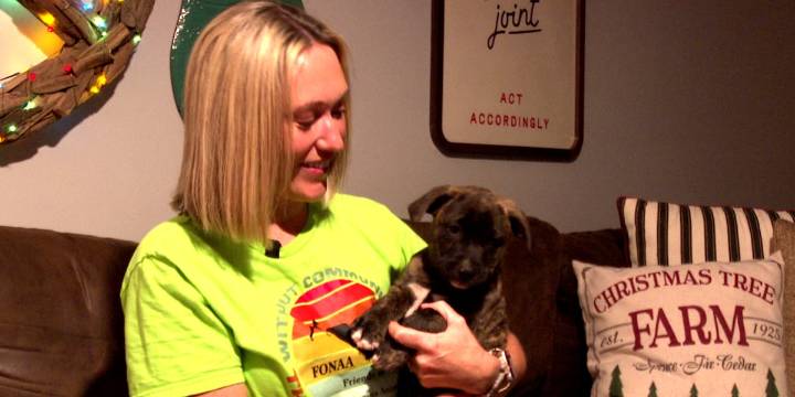 Local animal rescue groups seek foster families, donations for holidays