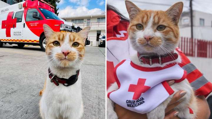 Piden Justicia para "Cruzberto": Gato Voluntario de la Cruz Roja Muere Atropellado en Edomex