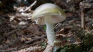 California officials warn against foraging wild mushrooms after deadly poisoning outbreak