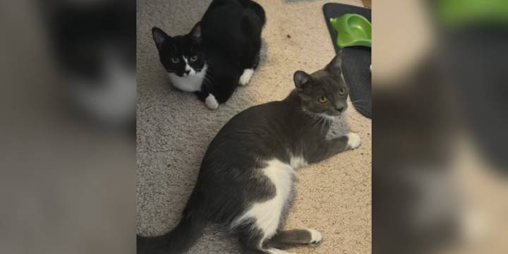 Saving Graces 4 Felines: Meet Cream Puff & Jellyroll