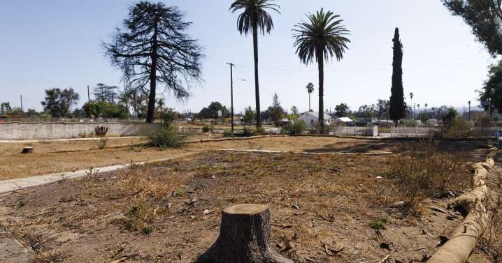 An LA nursery wants to help restore Altadena's tree canopy. Here's how