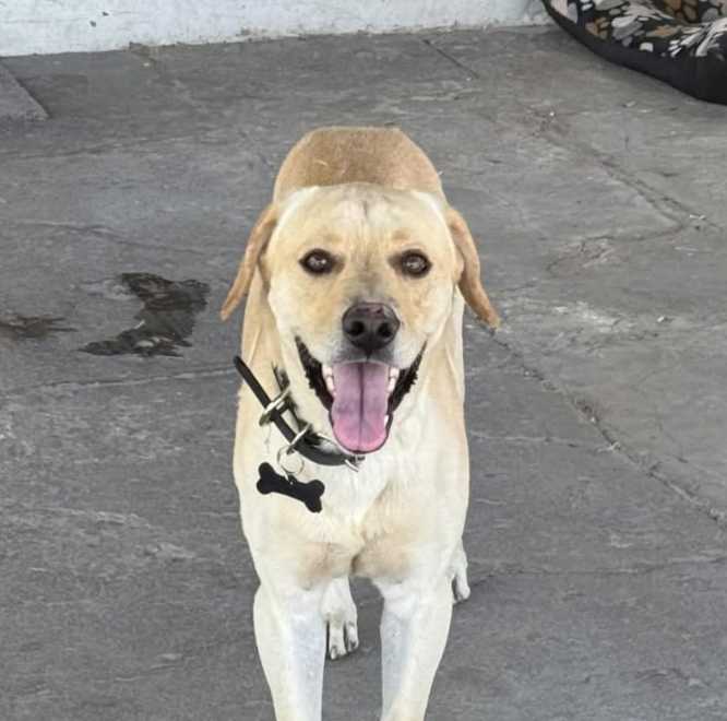 Buscan a “Ruso”, perrito extraviado en San Felipe