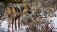 Video captures spooky howl of rare California wolf pack