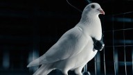 Russian firm develops ‘biodrone’ pigeons controlled by brain implants