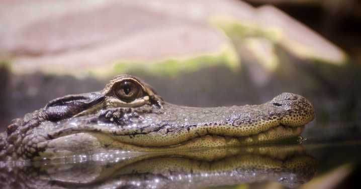 Gigante caimán de 300 kilos aterroriza vecindario en Florida: necesitó a ocho hombres para ser capturado