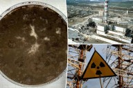 Radiation-eating mold could help clean up nuclear sites protect astronauts