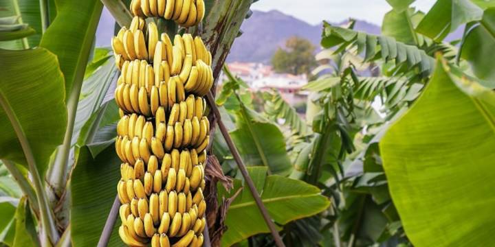 Bananeras del Magdalena están en el ojo del Gobierno: trabajan más de 10 horas y “las mujeres ganan la mitad de los hombres”