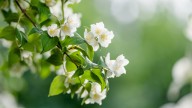 How To Get Jasmine Plants To Bloom: The Easy Tip For Maximum Flowering