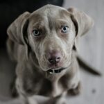 Arizona Humane Society opening after-hours urgent care clinic for pets