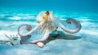 Scientists Develop an Octopus-Like 'Soft Robot' That Can Change Color