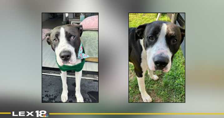 Pet of the Day on Dec. 9: Buddy