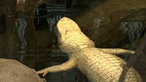 Cal Academy announces beloved Claude the albino alligator has died