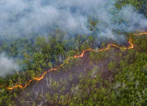 Un nuevo ‘clima hipertropical’ amenaza a la Amazonia con sequías más largas, calor extremo y mayor mortalidad de árboles