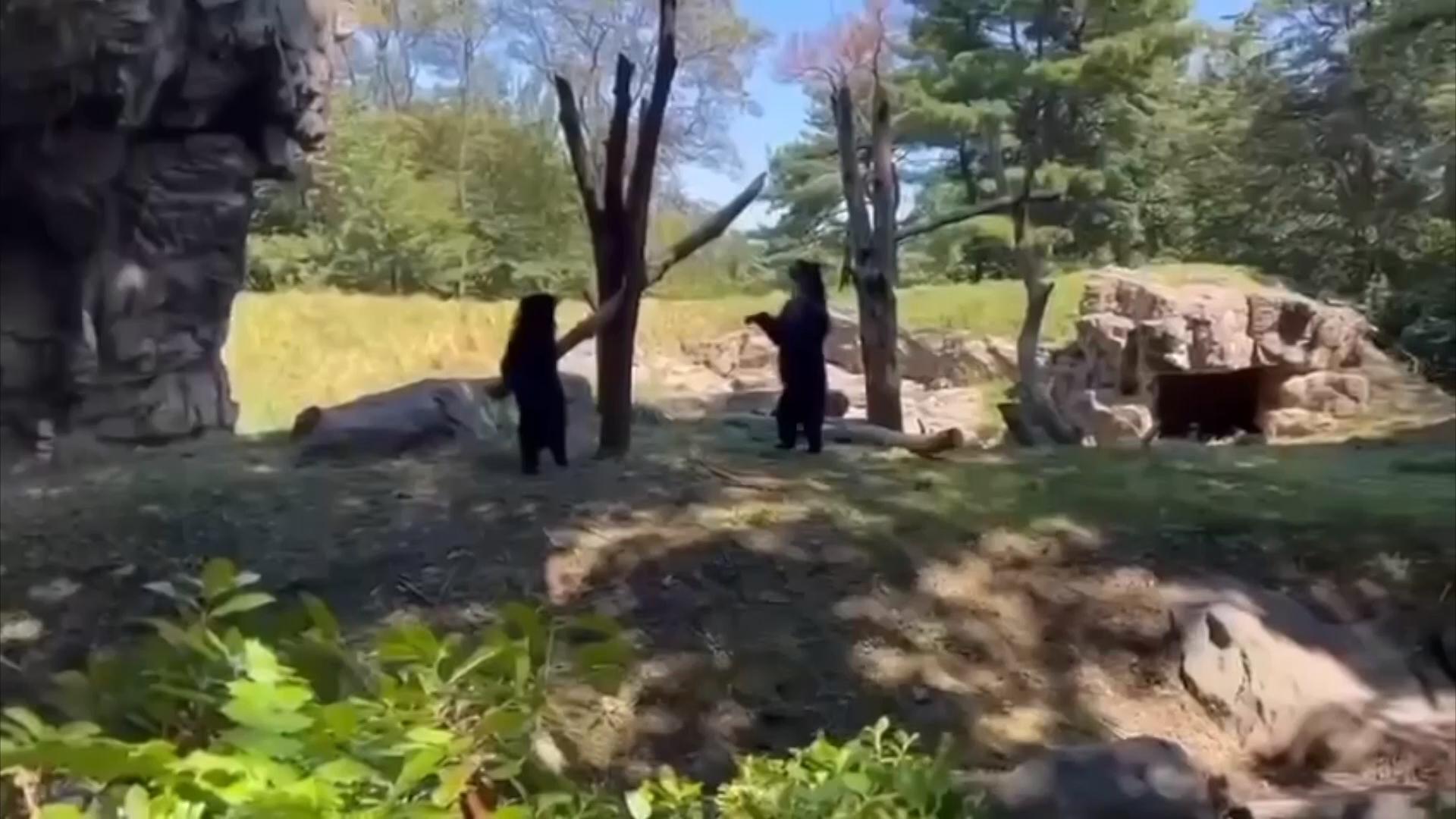 Zoo visitor captures playful moment between Andean bears at Queens Zoo in New York