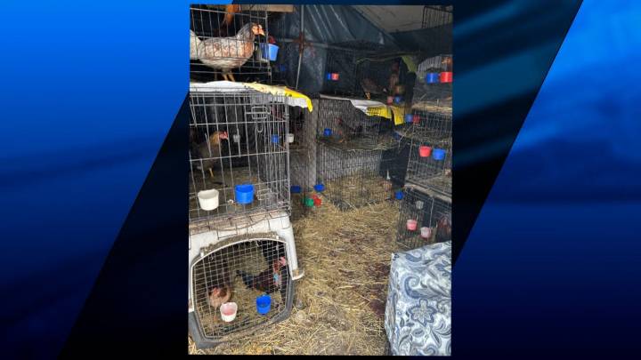 MSPCA-Angell seizes more than 60 birds after investigation into alleged cockfighting