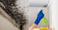 White vinegar can help remove mould from walls effectively, expert says