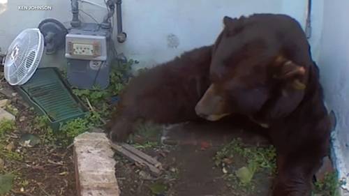 CA man finds bear living in crawl space underneath home
