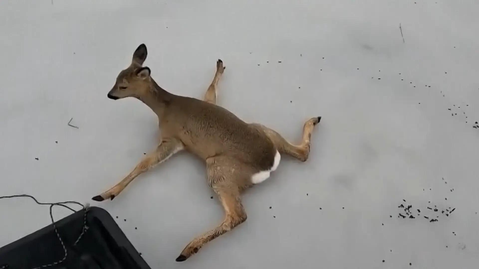 Rescatados más de 300 corzos en lagos congelados de Rusia