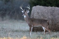 Dangerous Deer Attacks Are on the Rise in North Carolina