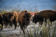 Regresa el bisonte a Cuatro Ciénegas tras 160 años