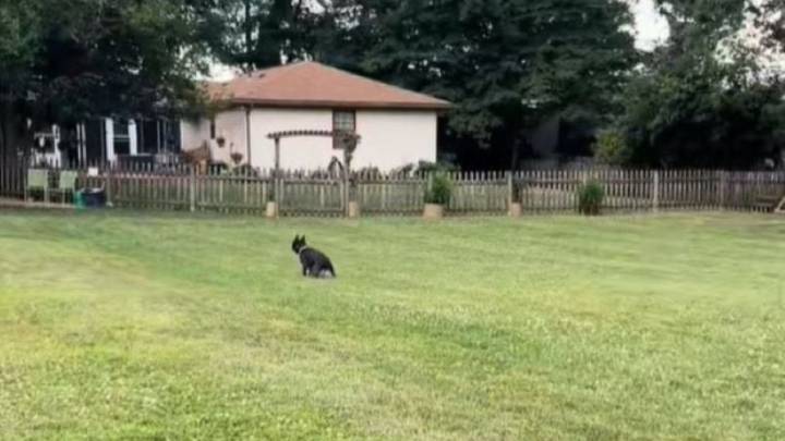 Ohio Shelter Pup’s Spirit Fades Until A Volunteer Gives Him A Day Of Pure Joy