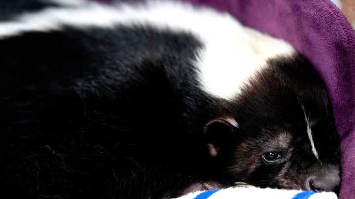 Rabies kills Michigan man after kidney transplant. What CDC says happened