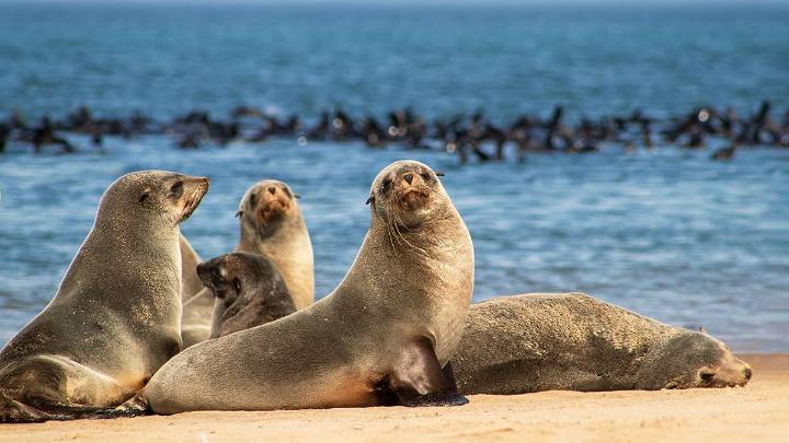 What Is a Group of Seals Called? Depends Where It Is