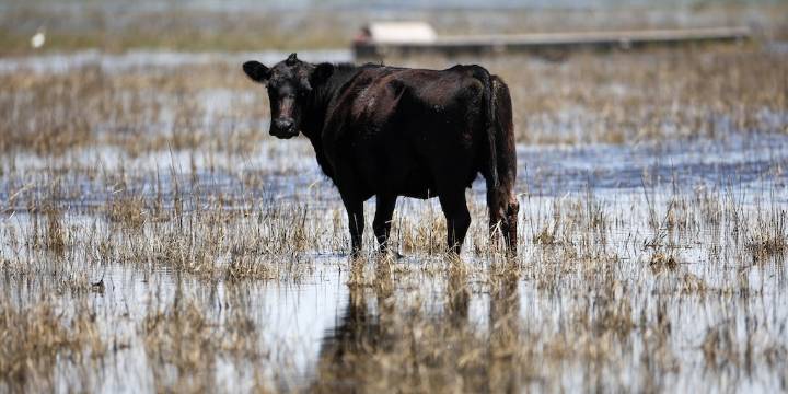 Debate por una tasa a la emisión de gases vacunos: qué le respondió un dirigente rural a la diputada que ideó el proyecto