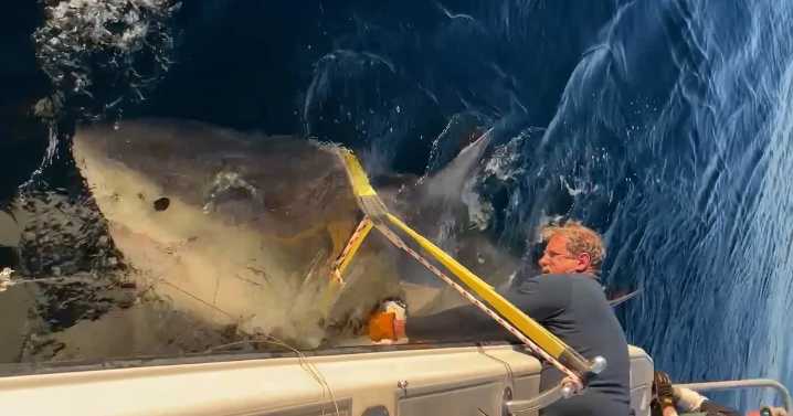 ‘Biggest’ great white shark ever surfaces off South Carolina coast