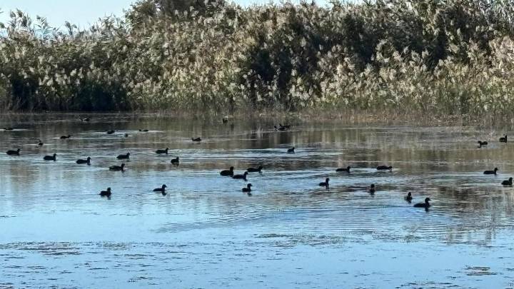 Ya hay resolución sobre la caza nocturna en El Hondo y Las Salinas: el Consell la veta