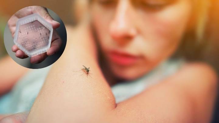 Cómo eliminar a los mosquitos de la habitación usando un gramo de levadura: trampa casera efectiva