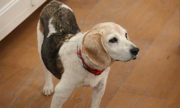 Fans Notice Continuity Error in Meghan Markle’s Netflix Holiday Special