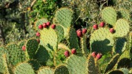 How To Harvest Prickly Pear Fruit From A Cactus