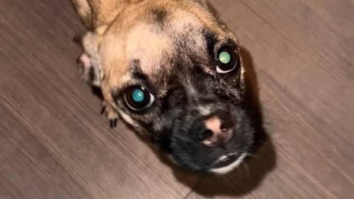 Taunton man facing animal cruelty charge over underweight puppy