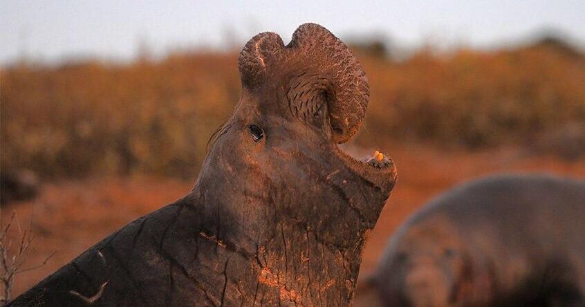 Male elephant seals can remember former rivals by voice alone