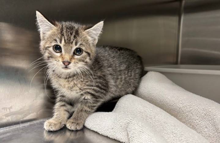 Urgent appeal: Cats rescued from hoarder will be euthanized unless fosters found