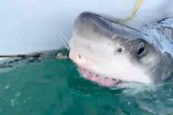 Virginia Beach Gets Visit From 700-Pound Great White ‘Bella’ On Her Winter Journey South