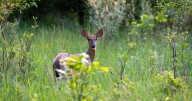 Deer illegally killed at Pennsylvania elementary school, Game Commission says