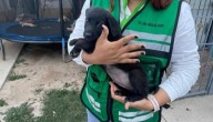 Registran diez denuncias por maltrato animal en Villa de Pozos en los últimos meses