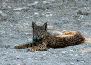 Descubren el impacto ecológico del lince ibérico en los bosques mediterráneos