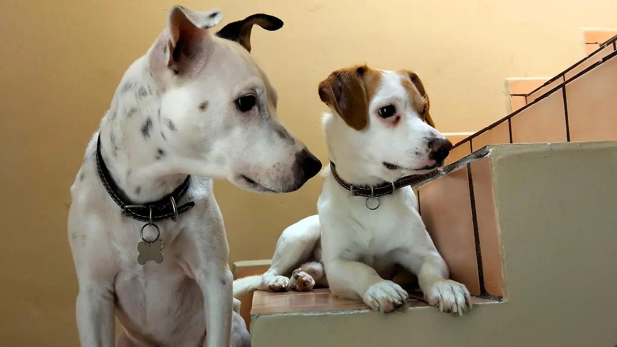 Aprueban diputados fichas de búsqueda para mascotas, similar a la “Alerta AMBER”