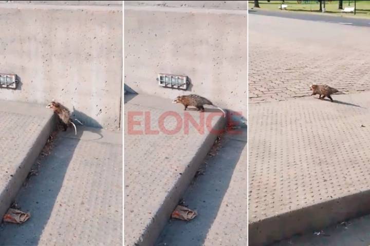 Aumentan los avistamientos de fauna silvestre en la ciudad: “Hay que protegerlos para que continúen con su rol ecológico”