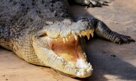 Elderly Man Killed by Crocodile at Lake Malawi